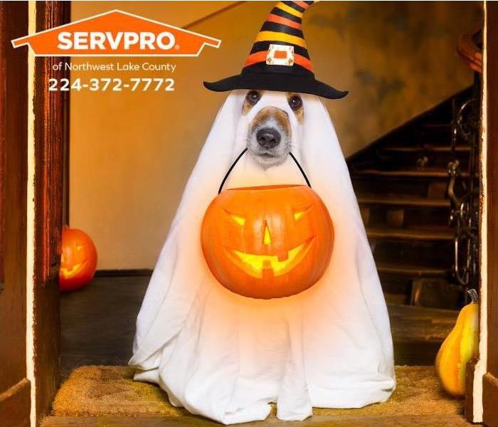 A dog dressed as a ghost for Halloween holds a trick-or-treat jack-o-lantern in his jaw.